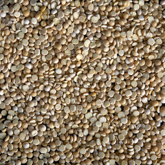Dry seeds of peas