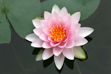 Seerose, Lotus