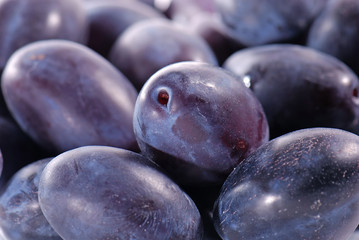 Plums in close-up