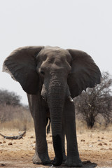 Fototapeta na wymiar Elefant im Narodowy Etosha, Namibia