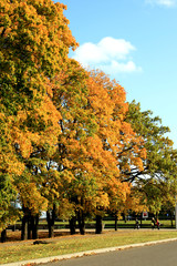 Naklejka premium Autumn city street