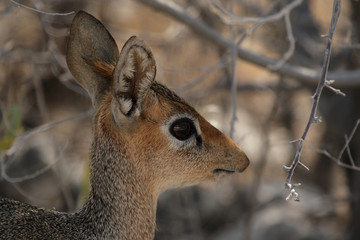 Damara Dik-Dik (Madoqua damarensis)