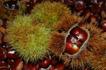 saison des chataignes