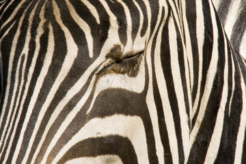 Fototapeta na wymiar Zebraauge