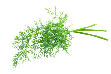 fresh-picked dill