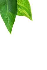 Obraz premium fresh rain