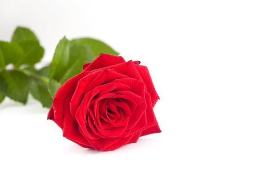red rose with green leafs on white background (copyspace)