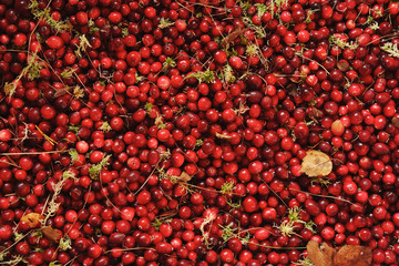 Raw ripe cranberry background