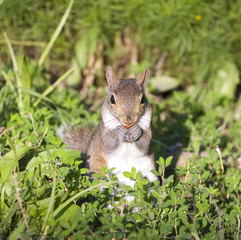 tree squirrel that's found corn for a meal