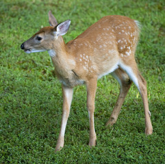 young whitetail deer in a grassy field