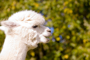 A picture of an alpaca in profile