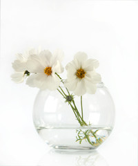 White flowers in a glass round glass