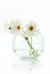 White flowers in a glass round glass