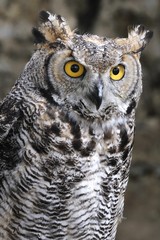 hibou,grand duc d'Amérique