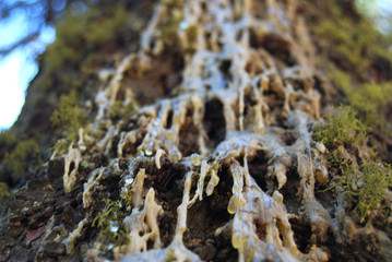 Resin running down a big old tree