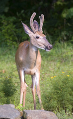whitetail buck with his antlers in velvet in summer