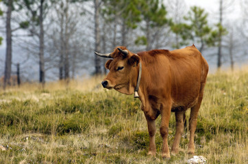 Fototapeta na wymiar vaca