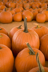Vertical image of pumpkins in a pumpkin patch.