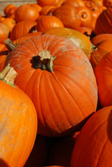 Bunch of pumpkins on a farmers market
