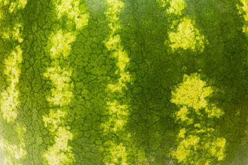 Close up - green skin of the watermelon