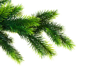 Close up of fir tree branch isolated on white