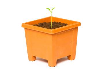 Green saplings growing in the clay pot