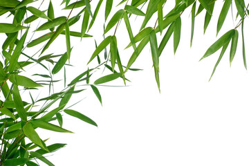 bamboo-leaves isolated on a white background