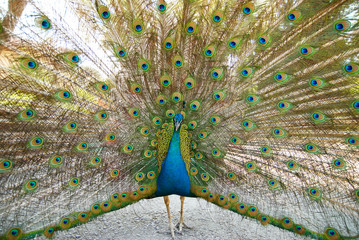 Obraz premium Peacock with open train.