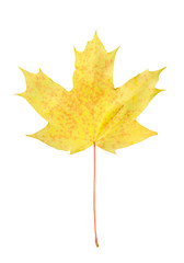 Yellow autumn maple leaf isolated on white