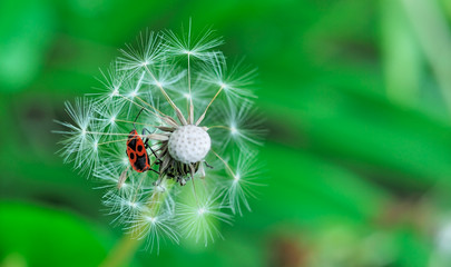 Alla ricerca di sicurezza