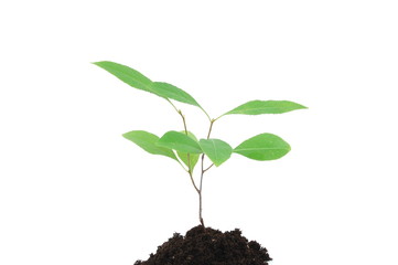 A young plant isolated on a white background