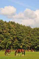 Landscape with brown horses