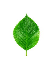 Naklejka na ściany i meble dewy green leaf on white background