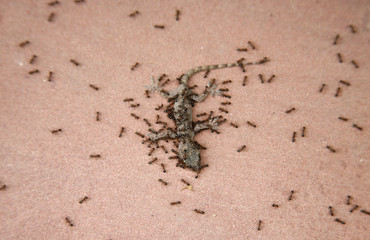 Ants feasting on young gecko, delhi, india