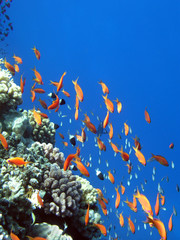 Fototapeta na wymiar Zdjęcie z koralowców kolonii