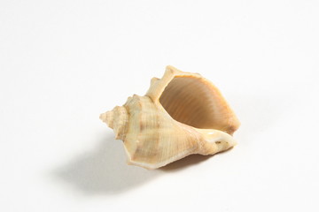 rapa shell
