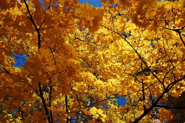 Golden Maple