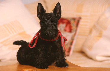 Un chiot scottish terrier et son ruban rouge
