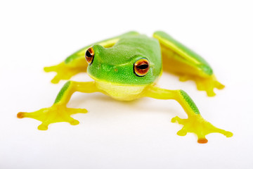 Little tree-frog on white background - close-up