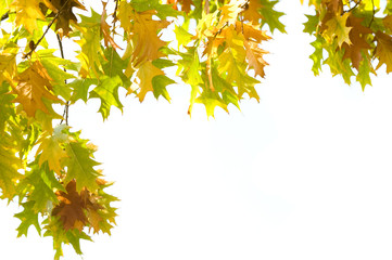 Closeup of autumn leaves over white background