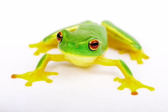 Little tree-frog on white background - close-up
