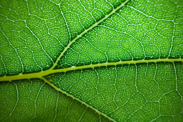 green fresh leaf details macro