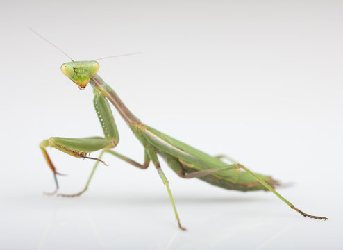 Mantis insect