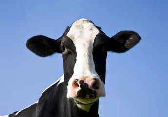 Stickers pour porte Vache Vache hollandaise