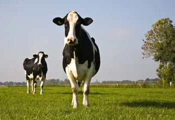 Crédence de cuisine en plexiglas Vache vache hollandaise