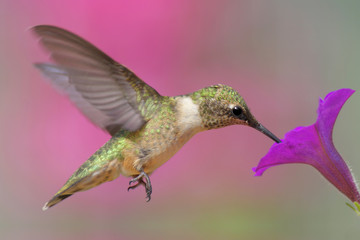 Juvenile Ruby-throated Hummingbird (archilochus colubris)