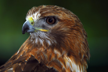 Red-tailed hawk