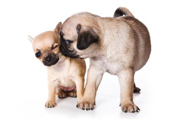 Chihuahua and pug puppies on white