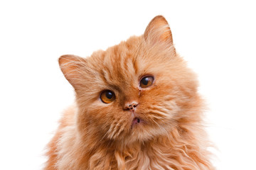Red fluffy cat portrait