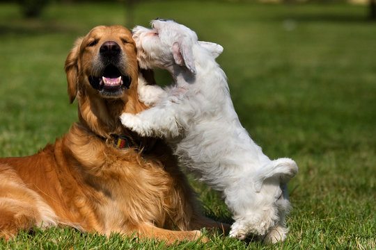 Sealyham Terrier and golden retriever